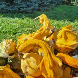 Courge d'halloween (Coloquinte )