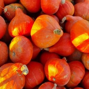 Courge Comestible ( Potimarron, Butternut)