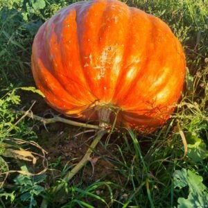Courge d'halloween (Atlantic Giant )