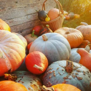 Courge Comestible ( Potiron, Longue de Nice, Musquade, Bleu de Hongrie)